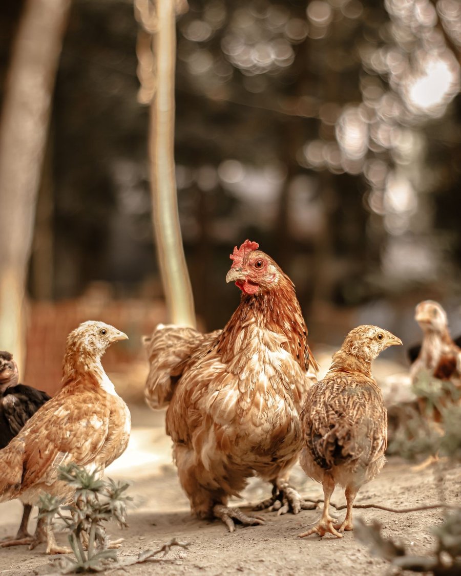 Free-range hen and chicks