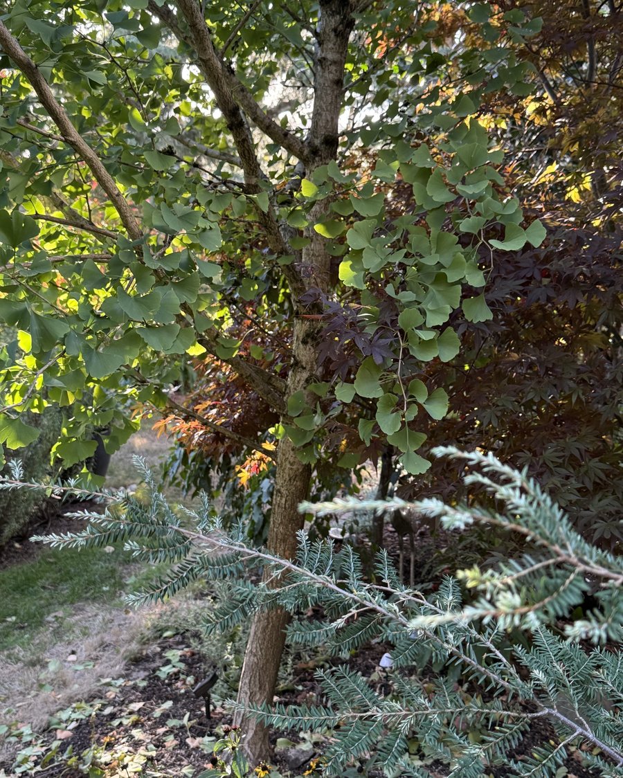 The ginkgo tree in Bobby's yard, growing straight among the surrounding plantings