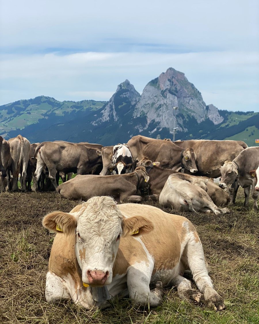 Alpine dairy cattle grazing in the Swiss countryside near Hemberg and Hirschberg